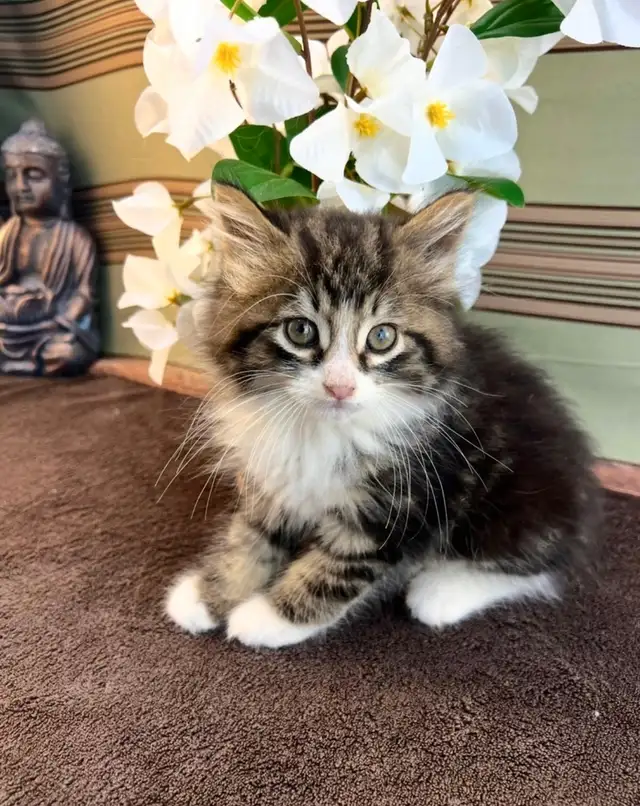 Vetted Maine Coon Girl in Cats & Kittens for Rehoming in Oakville / Halton Region - Image 9