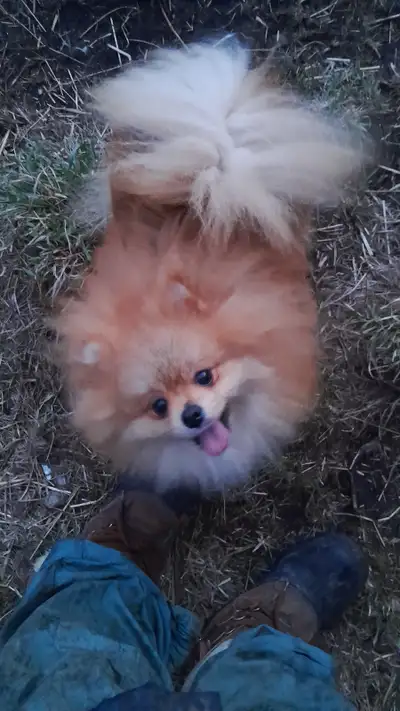Pomeranians for sale, View more