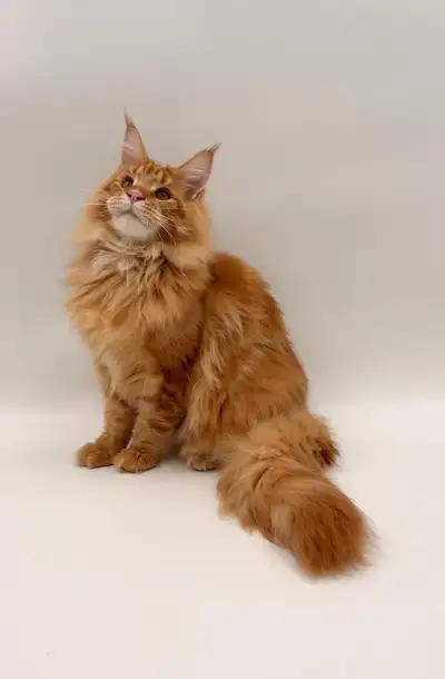 Maine Coon purebred male kitten, View more