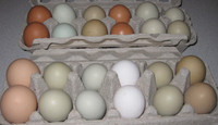 Funky Hatching Eggs