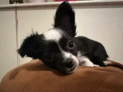 Chihuahua , View more