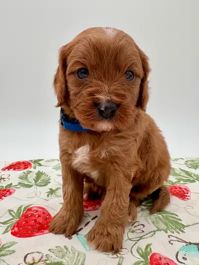 Second photo are of the new puppies. The next photos are of the previous litter. Currently we are bu...
