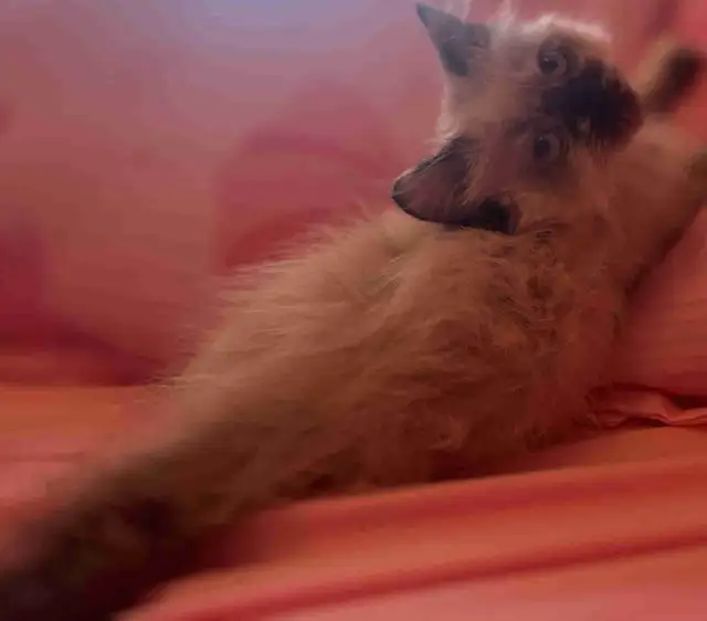 Himalayan Kitten in Cats & Kittens for Rehoming in City of Montréal - Image 2
