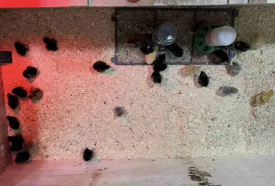Barn Yard Mix everybody’s running together Ameraucana, Easter egg, Barred Plymouth Rock, Red Rock Cr...