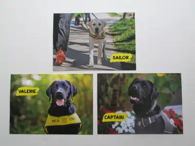 3 Guide Dog postcards (new unused)., View more