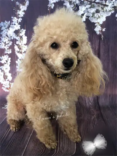 CKC registered Toy poodle female, View more
