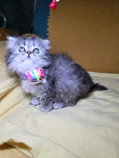 Persian ragdoll kittens , View more