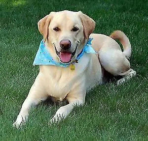 I am a Qualified and Dependable Pet Sitter that is offering in home pet sitting for the smaller bree...