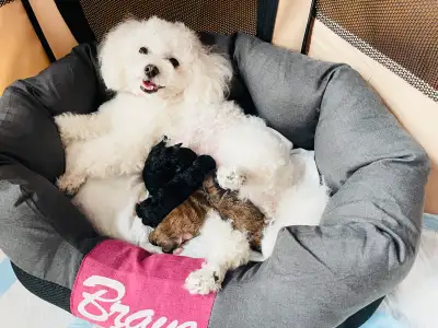English below ⬇️ Caniche toy nain/Tiny toy poodle. Quatre femelles Entièrement élevés à la maison. L...