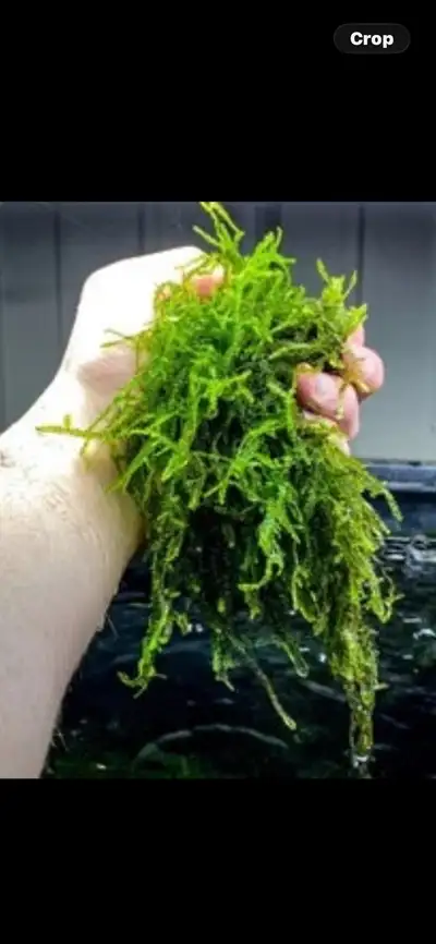 Java moss aquarium plant which help reduce water pollution and good health for fish 5 $ a hand full...