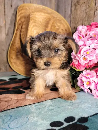 Www.Lesminispoilus.com **Adoptez votre compagnon à quatre pattes dès aujourd’hui !** Découvrez nos a...