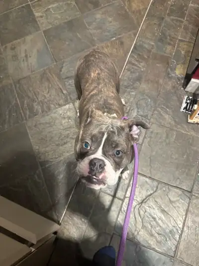 6 Month Registered Olde English Bulldogge, View more