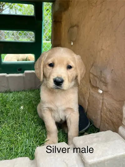 LAB RETRIEVER PUPS READY TO GO, View more