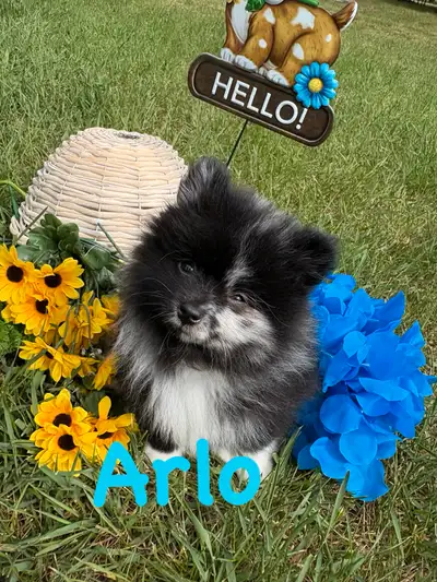 Ready to go home These pups are full blooded Pomeranians and have amazing temperament Please join ou...