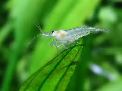 Amano Shrimp For Sale, View more