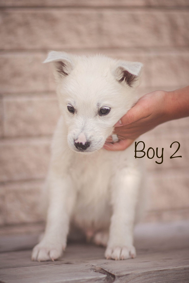 READY TO GO! Husky+Great Pyrenees puppies in Dogs & Puppies for Rehoming in Winnipeg - Image 4