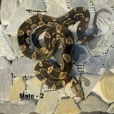 boa constrictor, View more