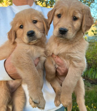 Golden Retriever puppies in Maple Ridge!