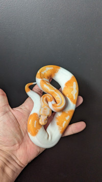 Python royal / ball python