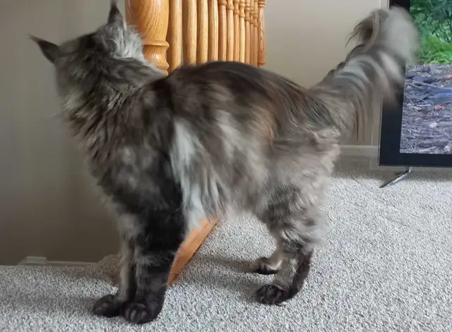 Purebred Maine Coon for Rehoming