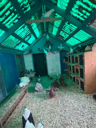 Lots of different kind of pigeons available, View more