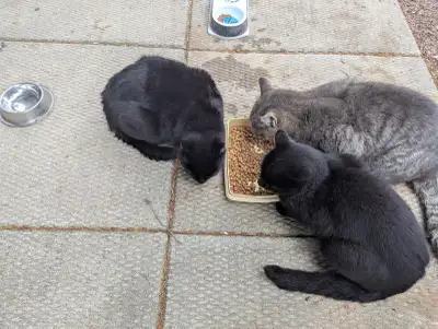 Cats for sale., View more