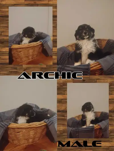 Medium Australian Shepherd Puppies 2 LEFT!!, View more