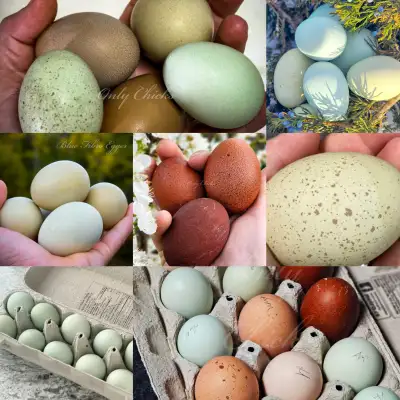 Only Chicks Farm is a small, biosecure family run Micro-Hatchery located in rural Napanee, Ontario....