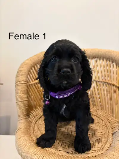 American Cocker Spaniel, View more