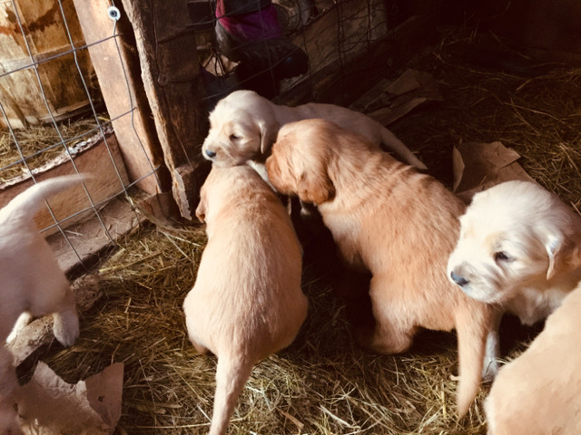Female Golden Retriever Puppies in Dogs & Puppies for Rehoming in Muskoka - Image 3