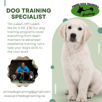 Basic Dog Training Services