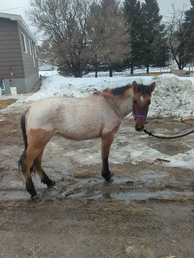 Red roan mare, View more