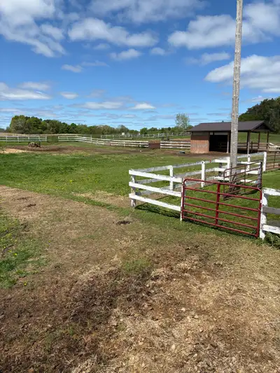 Outdoor Horse Board Available, View more