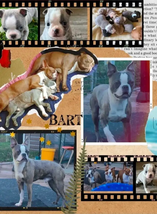 Chiots Boston Terrier in Dogs & Puppies for Rehoming in Drummondville - Image 5