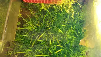 $5 for 5 portions of plants $10 for 15 portions 3 options below to receive items: 1. Pick up availab...