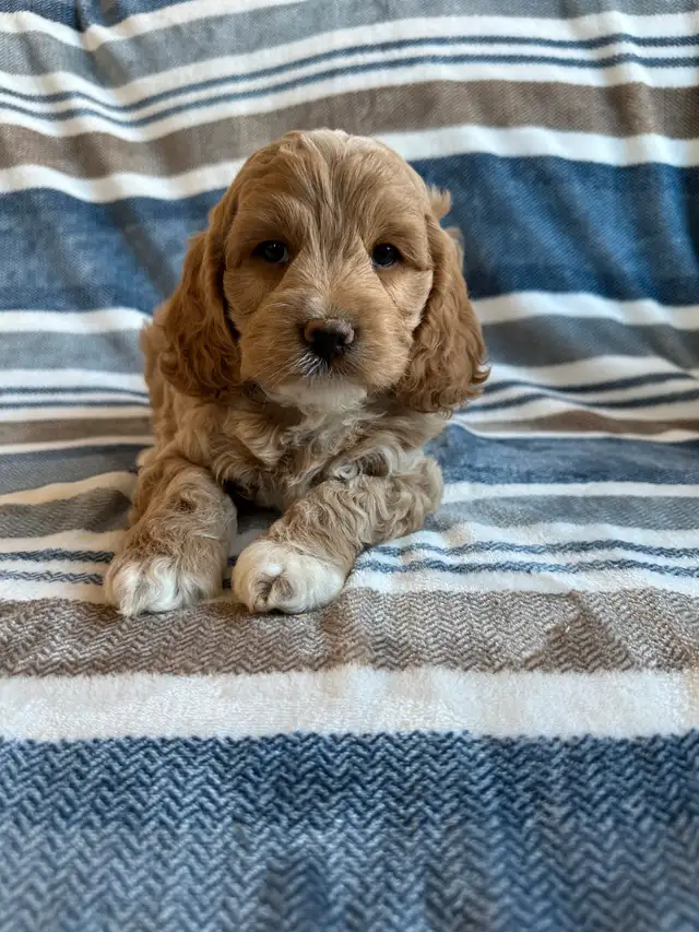 ❤️Home Raised Mini Cockapoo's With A 2 Year Health Guarantee❤️ in Dogs & Puppies for Rehoming in City of Toronto - Image 8