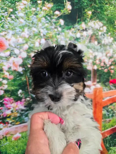 YORKSHIRE TERRIER PUPPY (TRI-COLORBIEWER baby "LEO")), View more