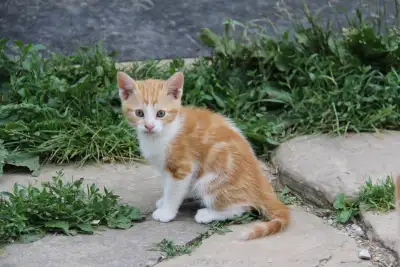 Adorable Farm-Raised Kittens Ready - Only one left!, View more