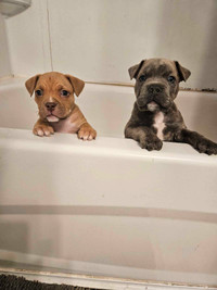 READY TO GO- CANE CORSO MIX Puppies ~ with First Shots