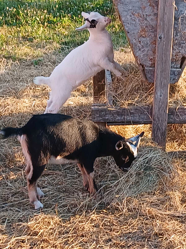 Baby blue eyed ND goats for sale in Livestock in Bedford - Image 4