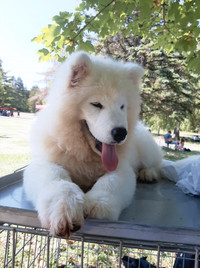 Champion Show Quality Samoyed Puppies Available