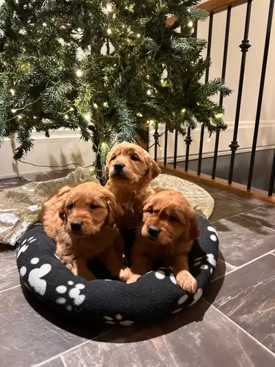 Gorgeous Golden Retrievers ❣️, View more