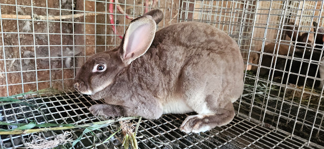 Standard Rex Rabbits in Other in Chatham-Kent - Image 3