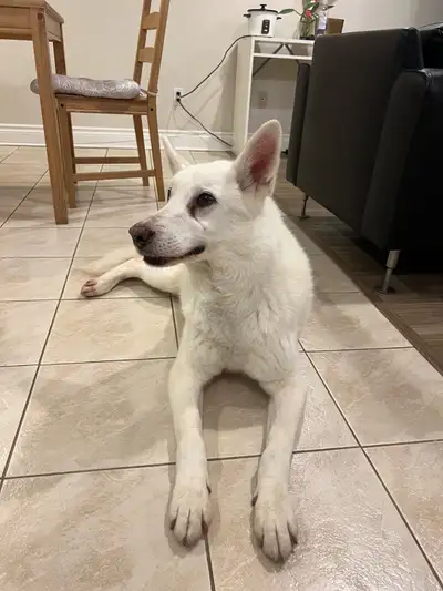 We found this dog near finch and willowdale, at 5 in the afternoon He is very friendly and calm.