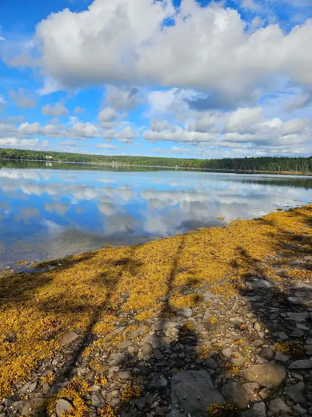 16 wooded riverfront acres in cape breton NS