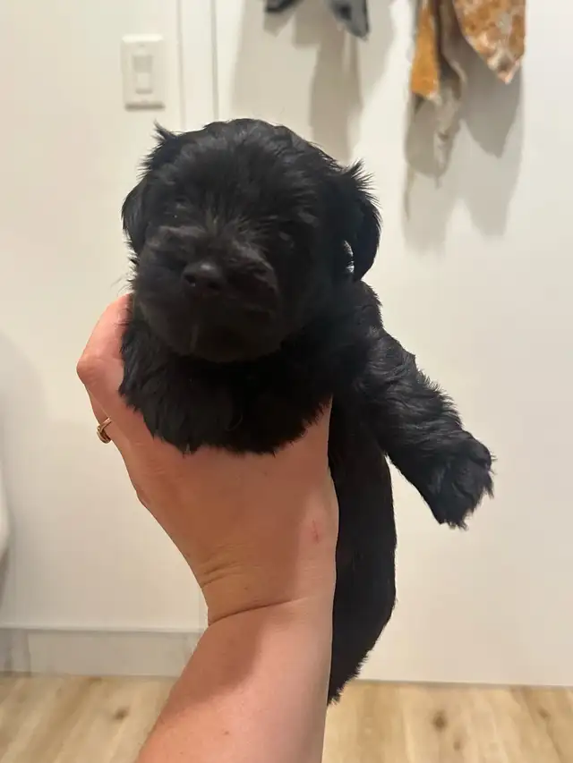 Miniature Schnauzer Puppies in Dogs & Puppies for Rehoming in St. Albert - Image 4