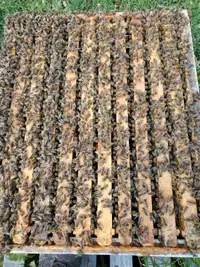 Honey Bees Nucs and Hives   