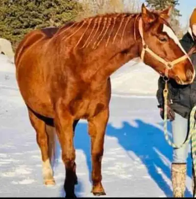QH hongre de 7ans, View more