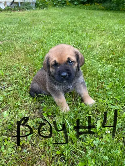 Large mixed breed puppies, View more