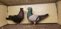 Serbian high flyers pigeons 